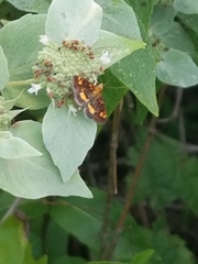 Pyrausta orphisalis
