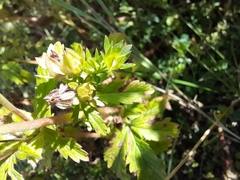 Potentilla rivalis