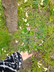 Baccharis dracunculifolia