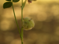 Trifolium tomentosum