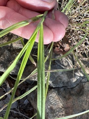 Bothriochloa ischaemum