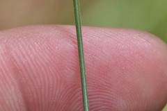 Cyperus plukenetii