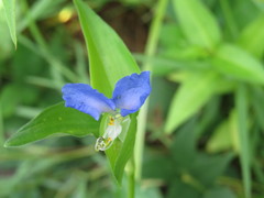 Commelina communis