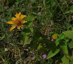 Heliopsis