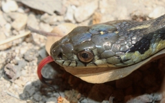 Thamnophis hammondii
