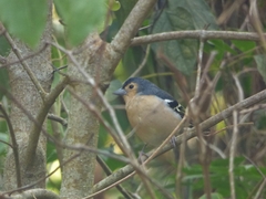 Fringilla coelebs canariensis