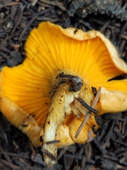 Cantharellus roseocanus