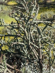 Cylindropuntia thurberi versicolor