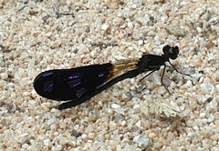 Aristocypha fenestrella