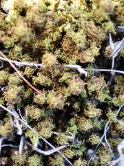 Tortella squarrosa
