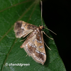 Hydriris ornatalis