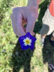 Convolvulus tricolor