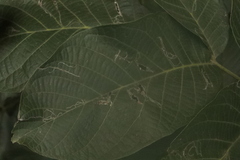 Insecta