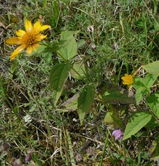 Heliopsis