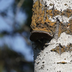 Phellinus tremulae