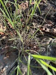 Bothriochloa ischaemum