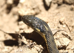 Thamnophis hammondii