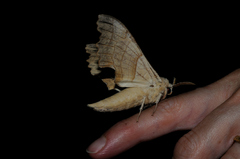 Marumba quercus