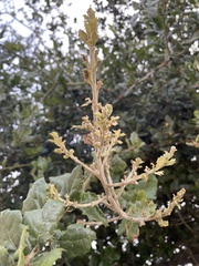 Cystotheca lanestris