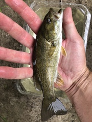 Micropterus dolomieu