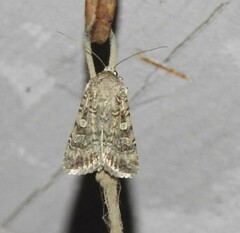 Peridroma saucia