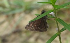 Erynnis