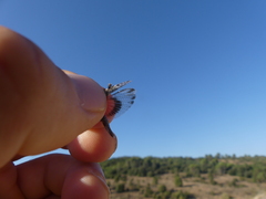 Acrotylus