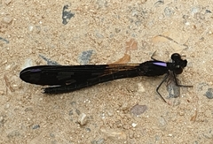 Aristocypha fenestrella