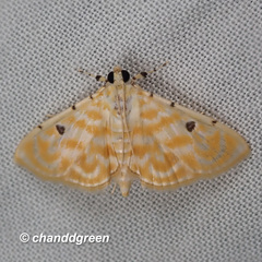 Notarcha aurolinealis
