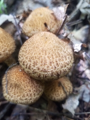 Pholiota squarrosa