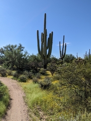 Carnegiea gigantea