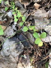 Veronica officinalis