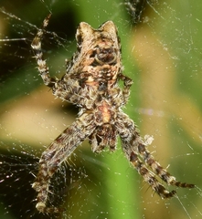 Cyrtophora citricola