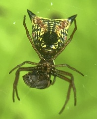 Micrathena sagittata