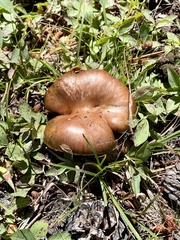 Lyophyllum decastes