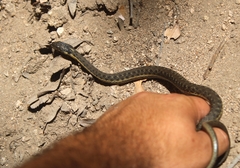 Thamnophis hammondii