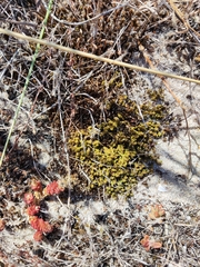 Tortella squarrosa