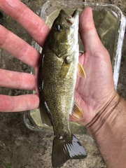 Micropterus dolomieu