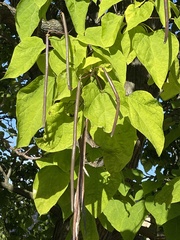 Catalpa