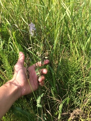 Astragalus laxmannii