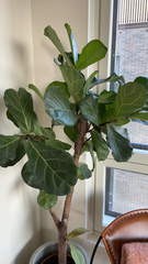 Ficus lyrata
