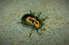 Chrysolina virgata