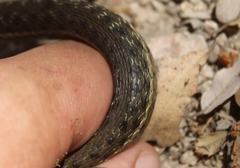 Thamnophis hammondii