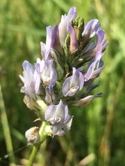 Astragalus laxmannii