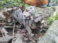 Craterellus