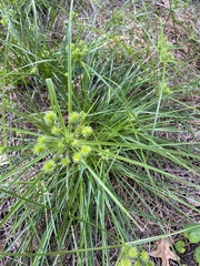 Cyperus croceus