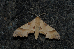 Marumba quercus