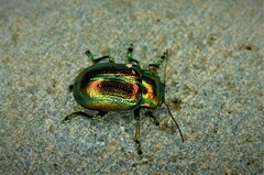 Chrysolina virgata