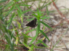 Erynnis