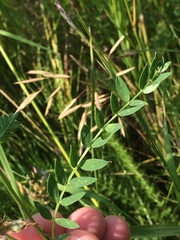 Astragalus laxmannii